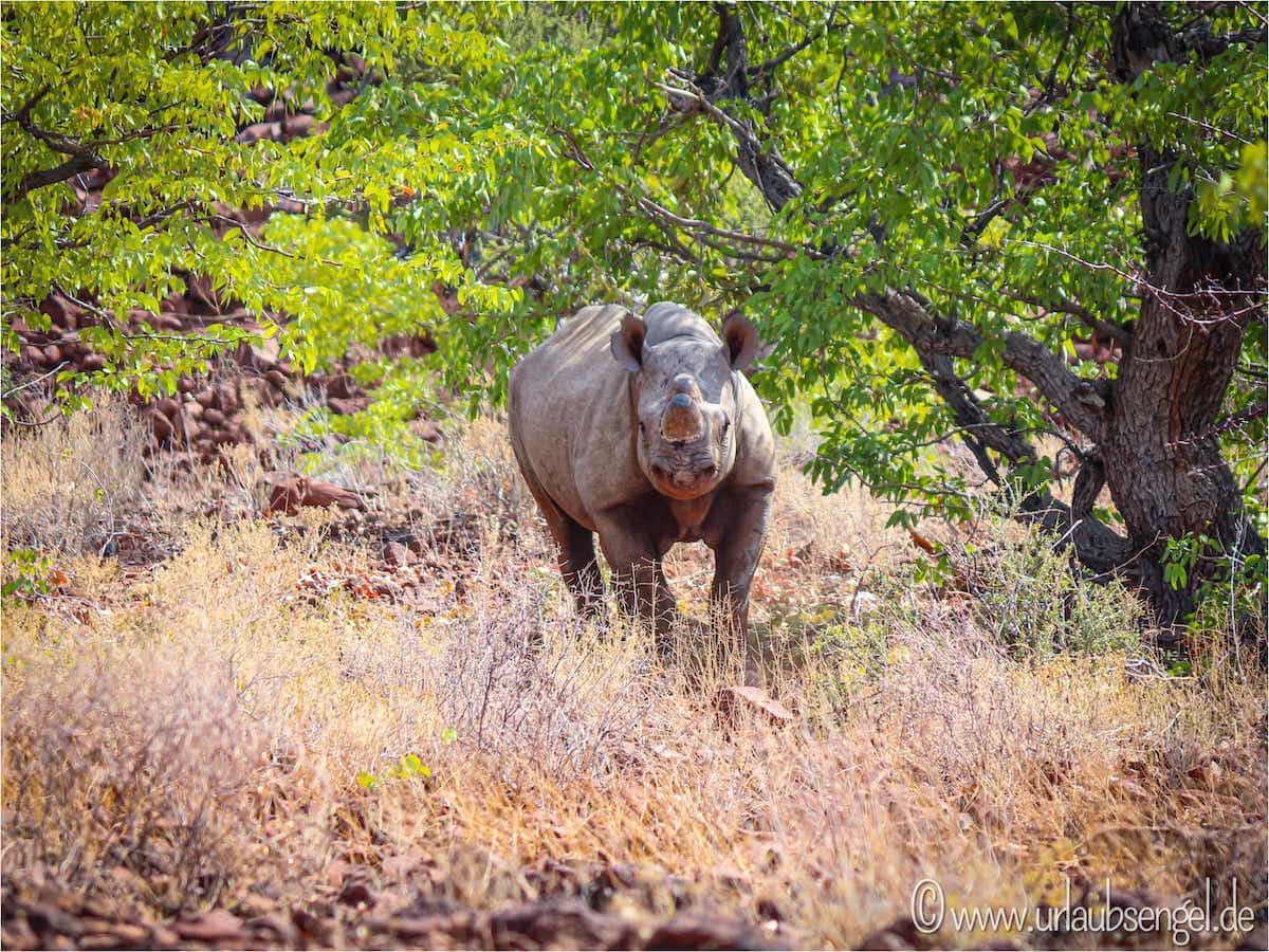 Rhino-Tracking in Namibia