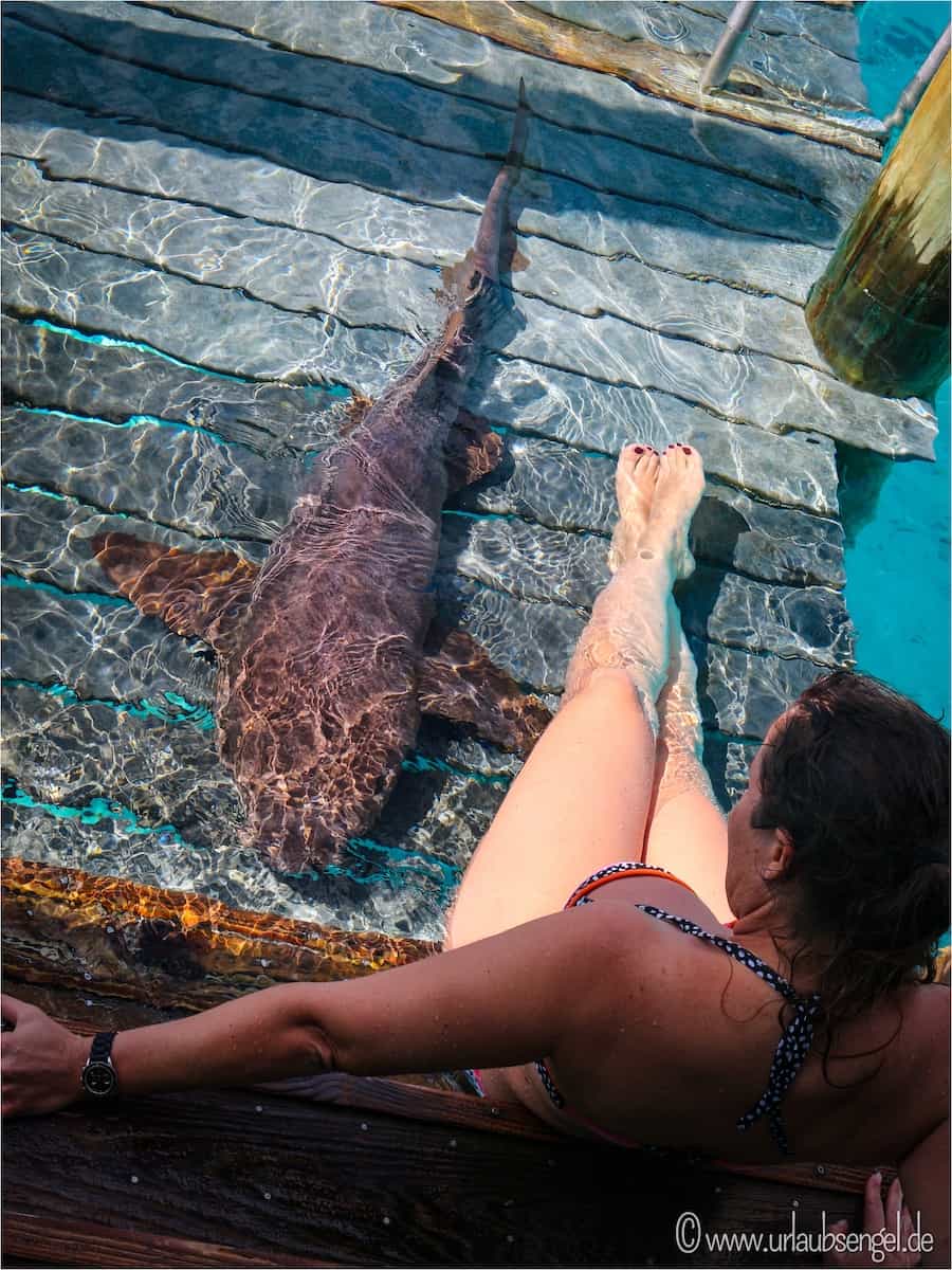 Haie streicheln auf Compass Cay, Bahamas