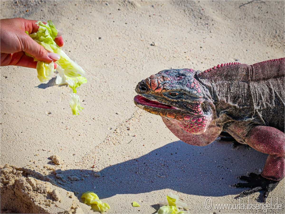 Leguane füttern auf Iguana Island, Bahamas
