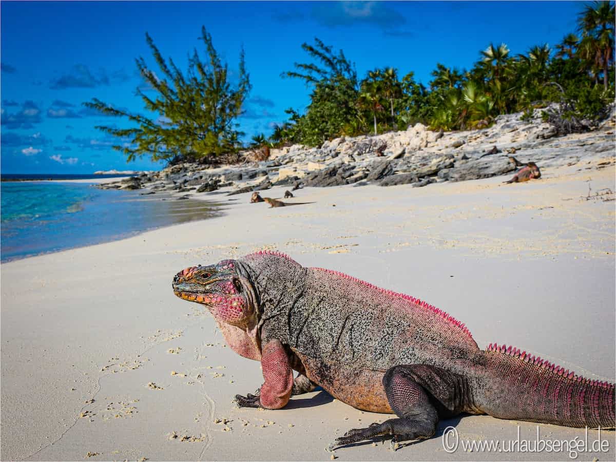 Leguane füttern auf Iguana Island, Bahamas