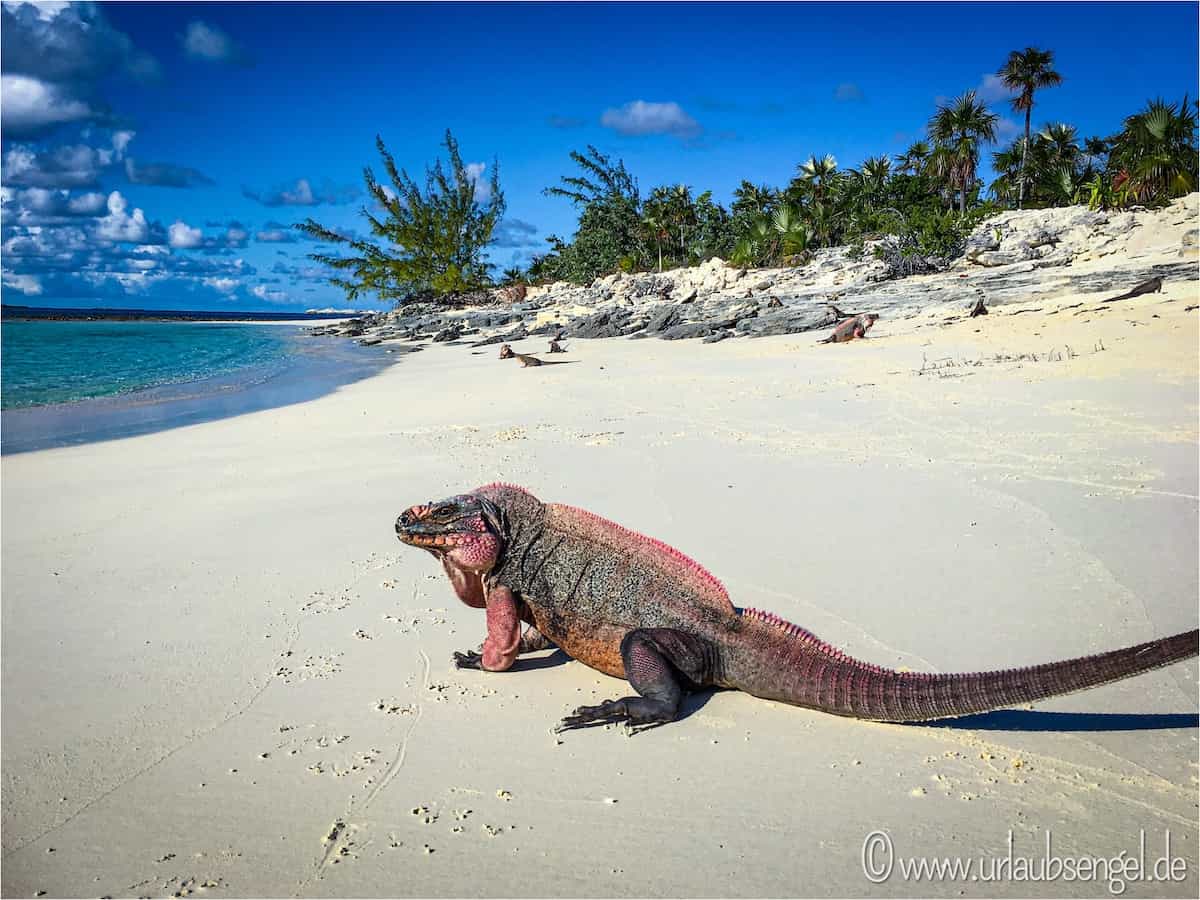 Leguane füttern auf Iguana Island, Bahamas