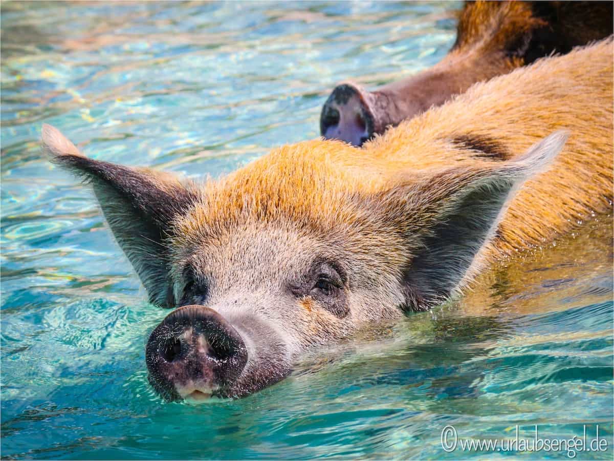 Schwimmende Schweine auf Big Major Cay (Pig Island), Bahamas