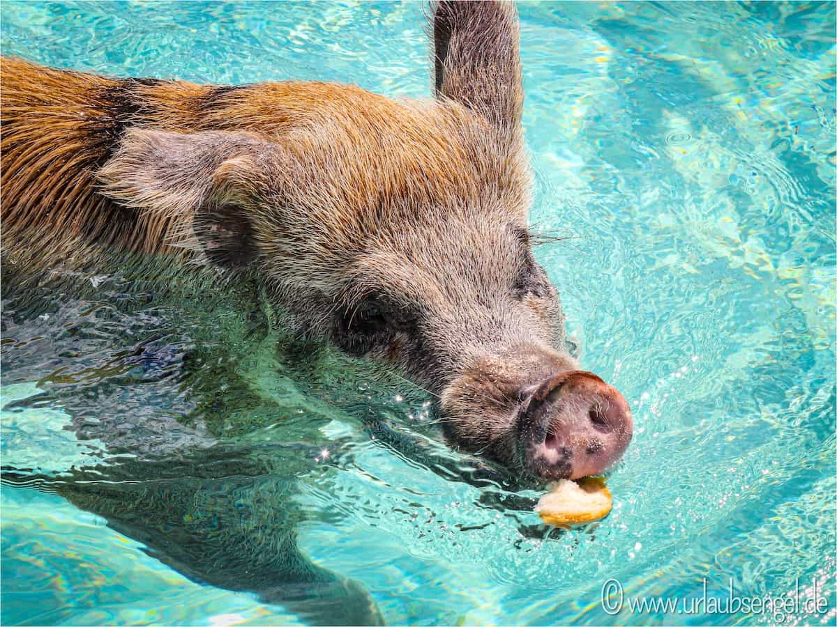 Schwimmende Schweine auf Big Major Cay (Pig Island), Bahamas