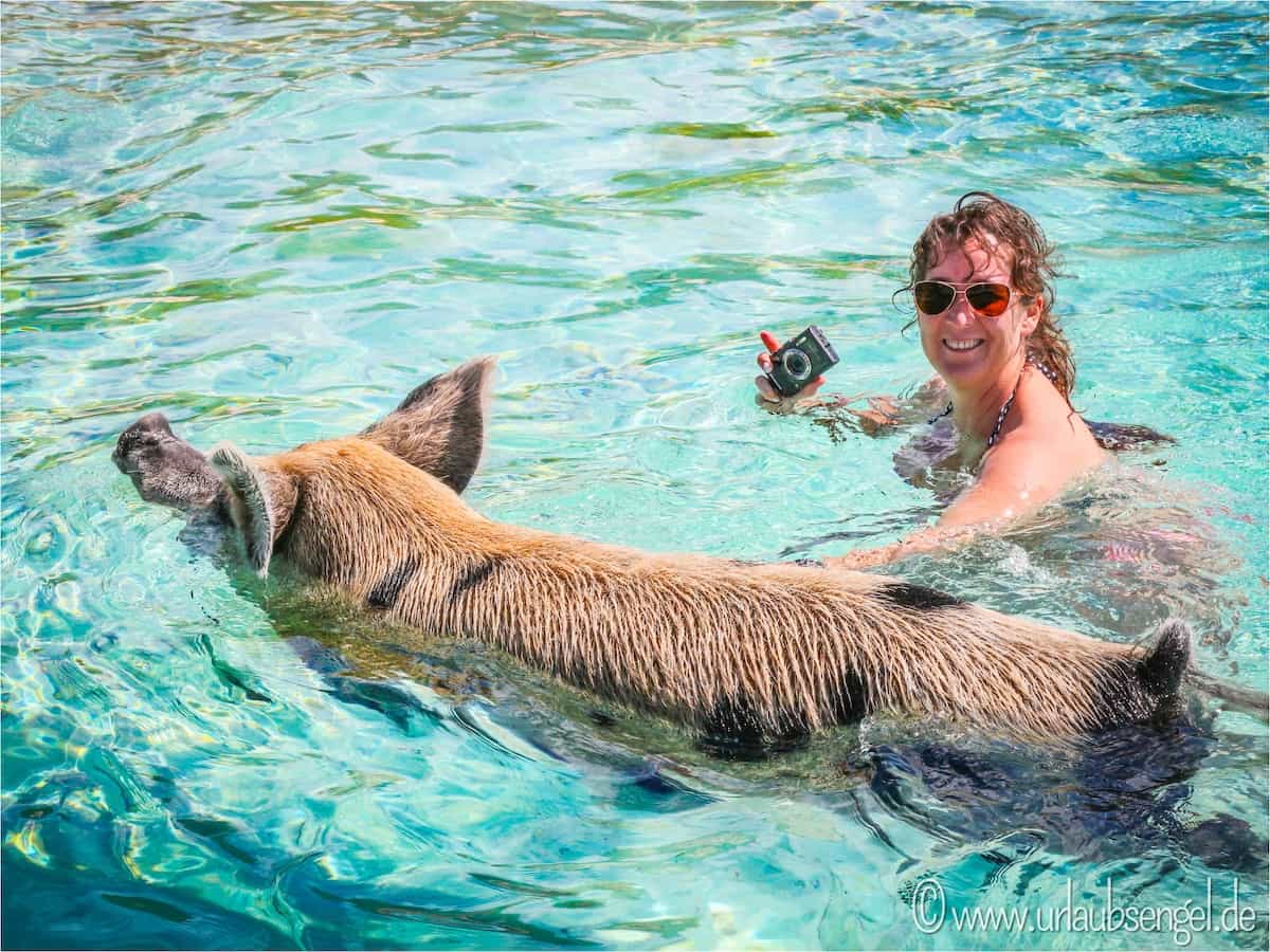 Schwimmende Schweine auf Big Major Cay (Pig Island), Bahamas