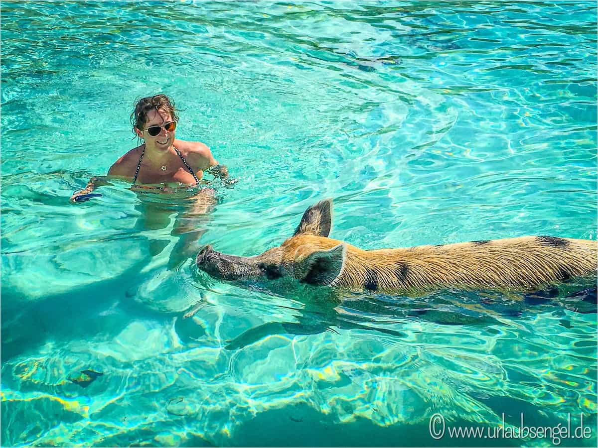 Schwimmende Schweine auf Big Major Cay (Pig Island), Bahamas