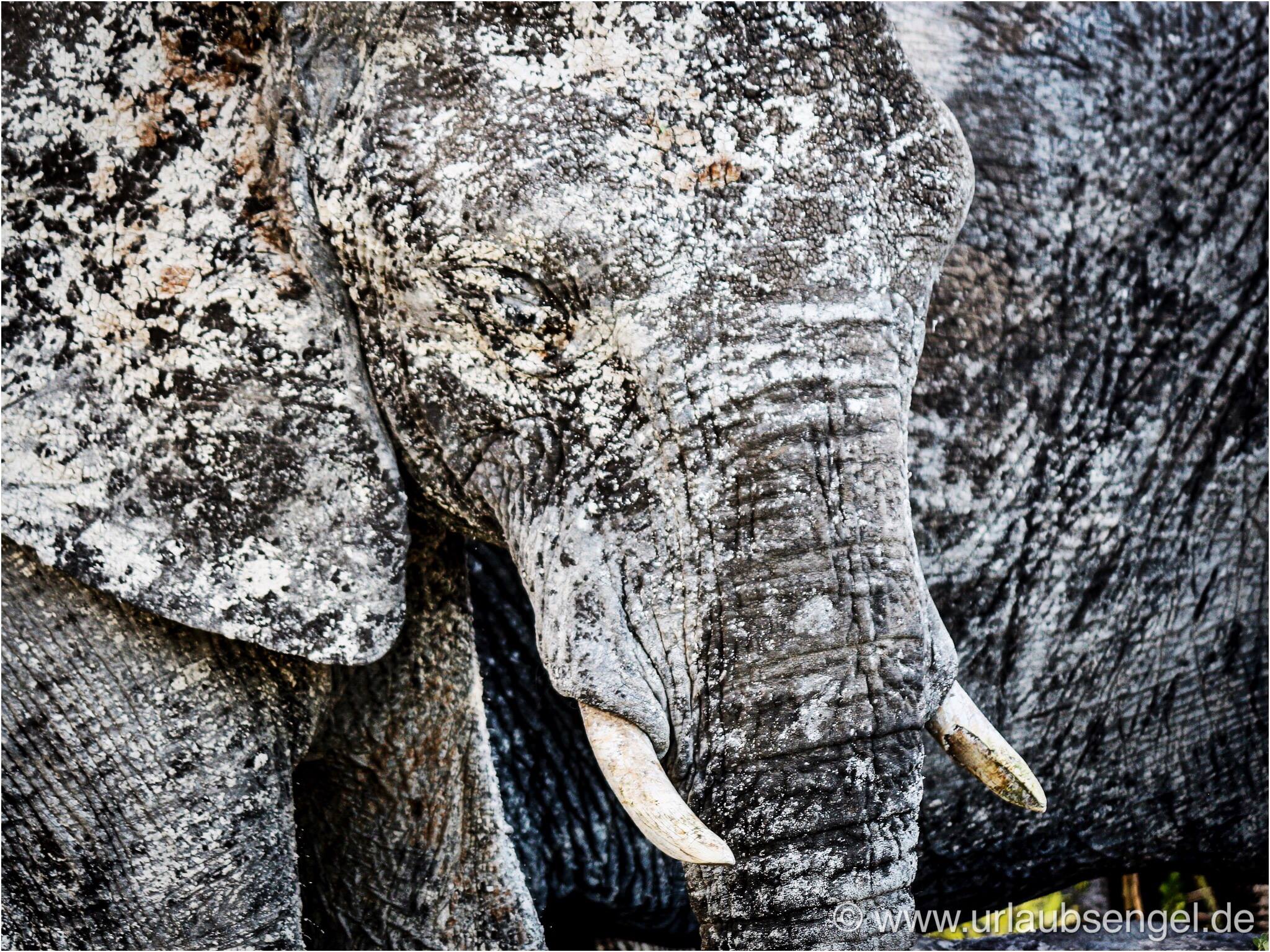 Elefant im Etosha Nationalpark Namibia