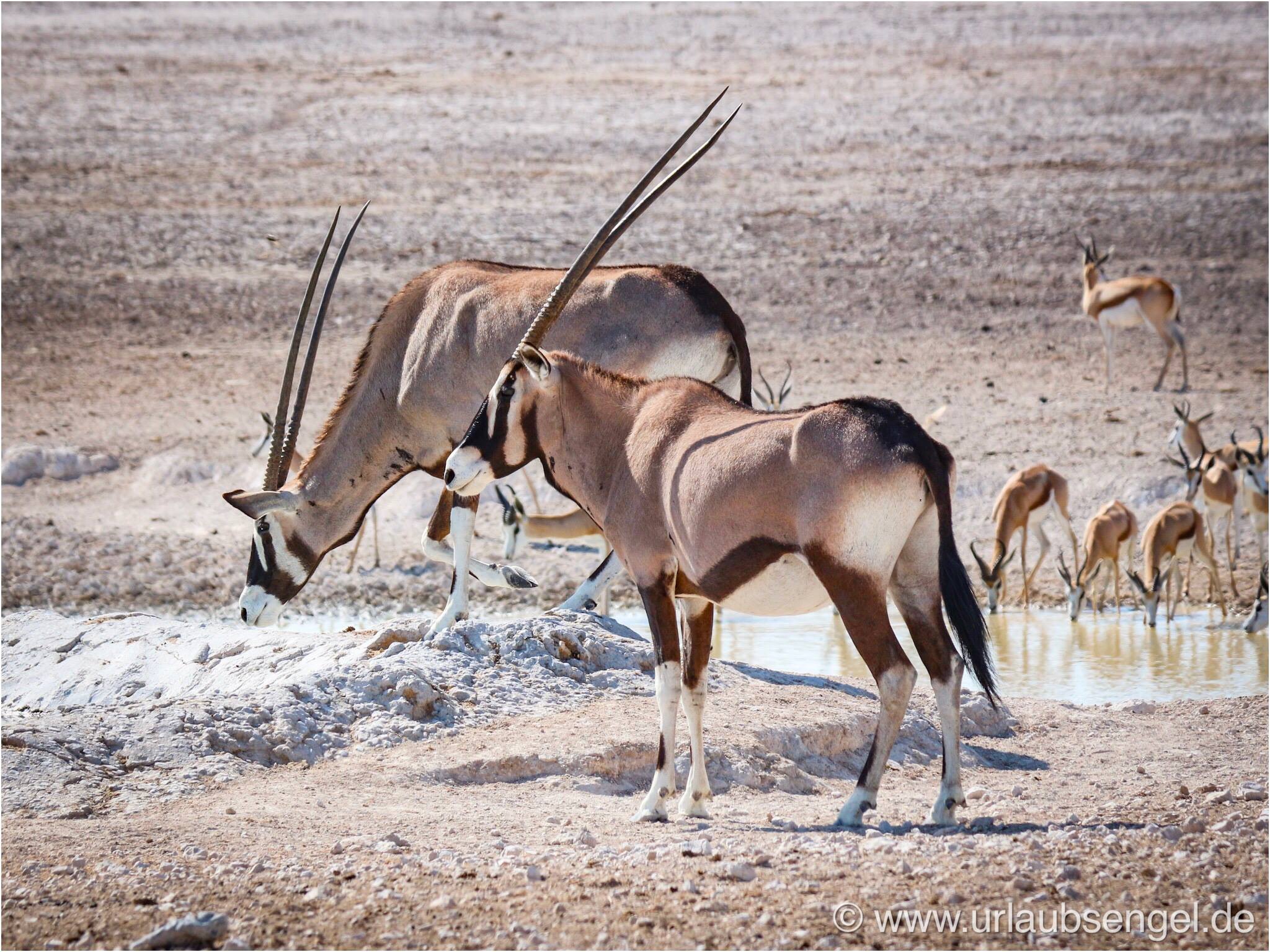 Oryx Antilope im Etosha Nationalpark Namibia