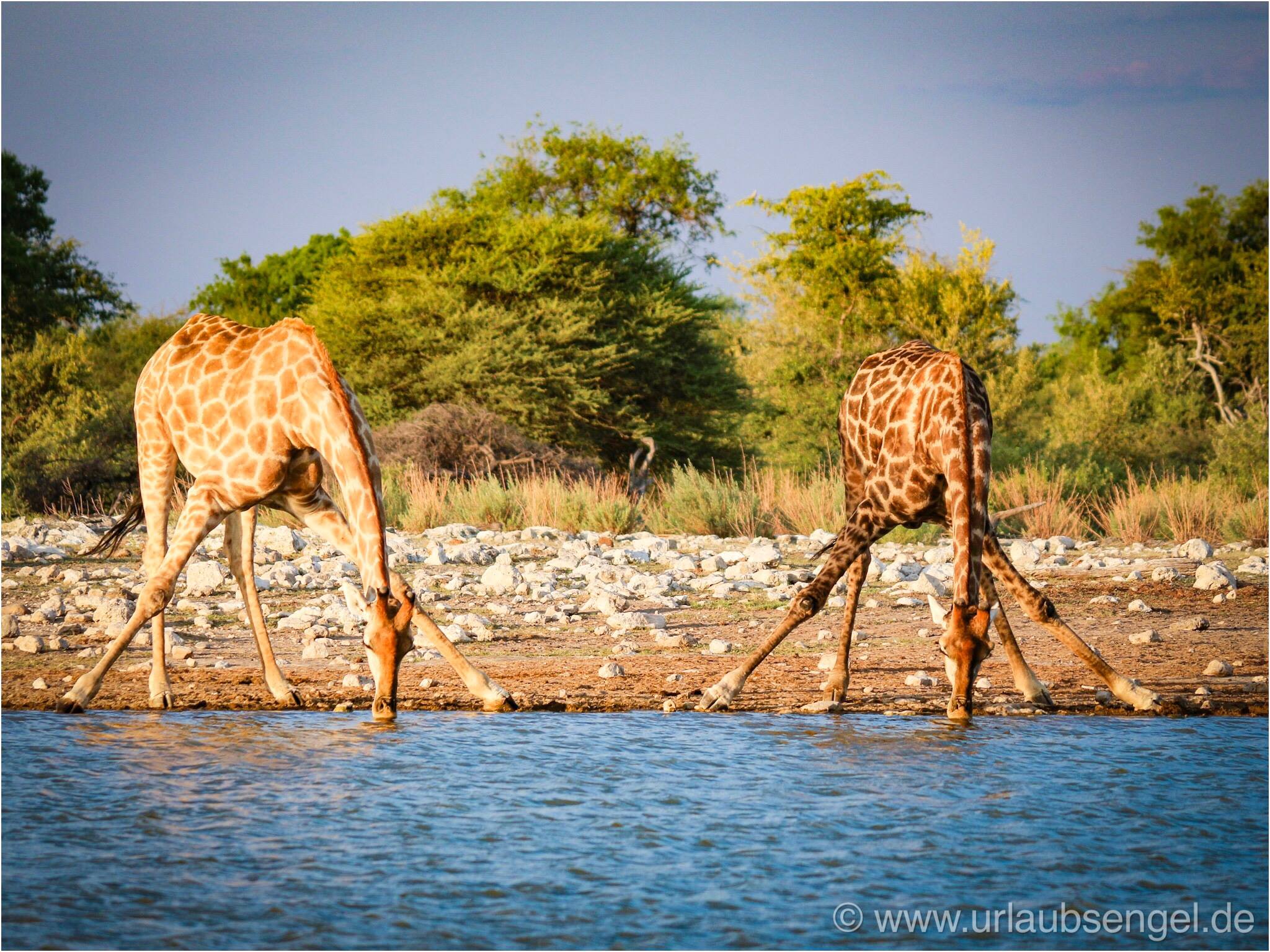 Giraffe am See, Etosha, Namibia