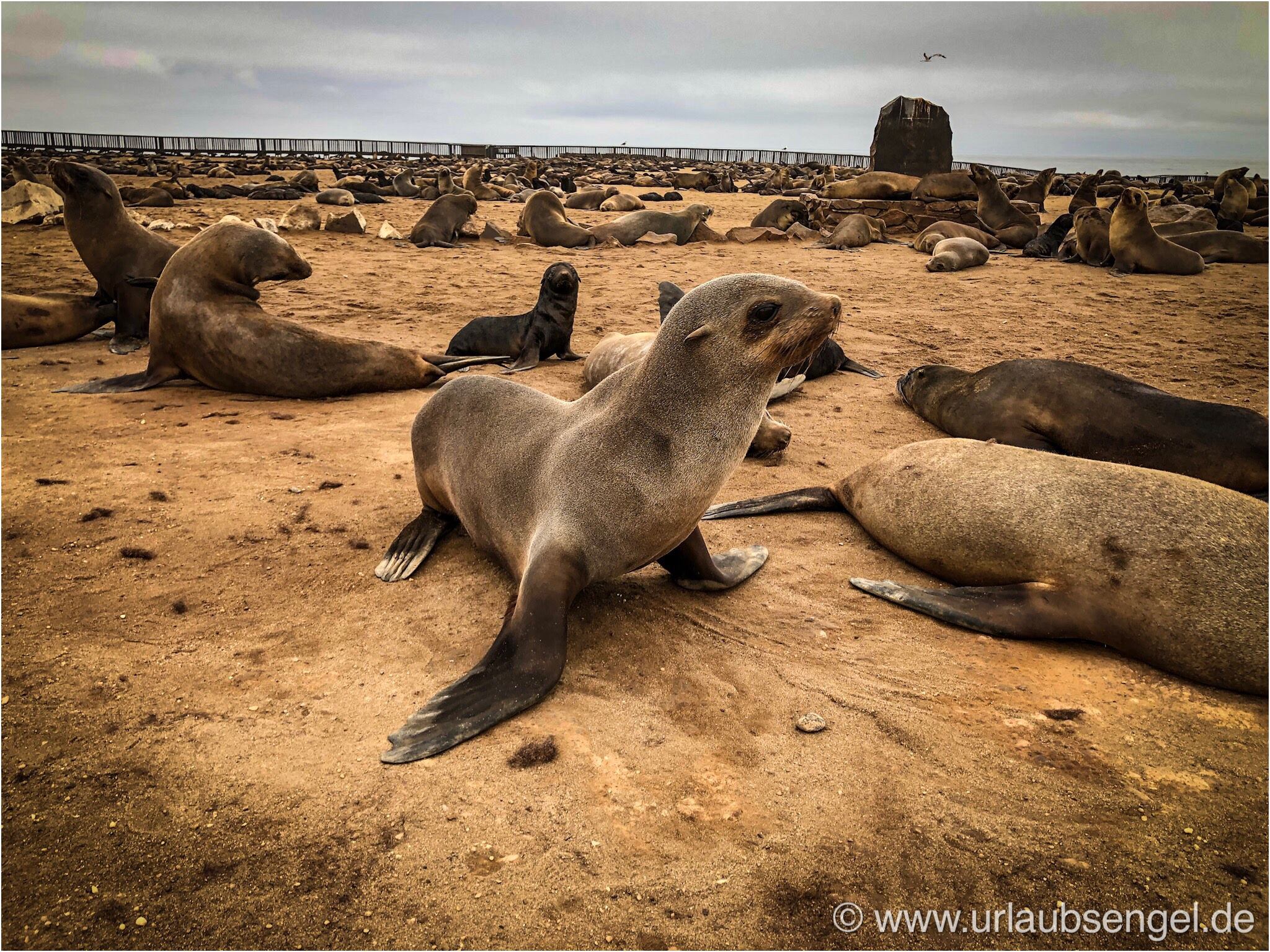 Robben Kolonie bei Cape Cross, Skeletoncoast