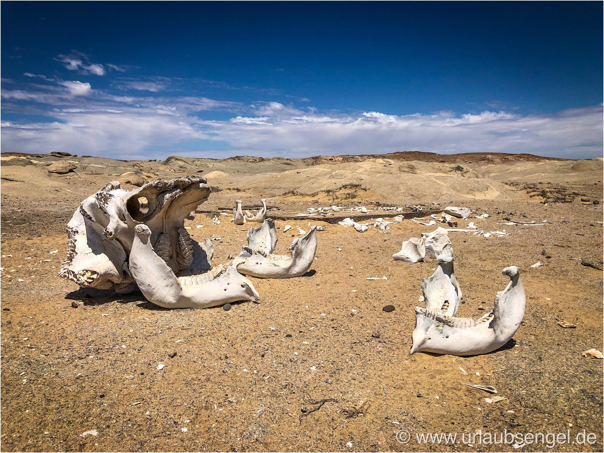 Elefantenschädel, Skelettküste, Skeleton Coast, Namibia