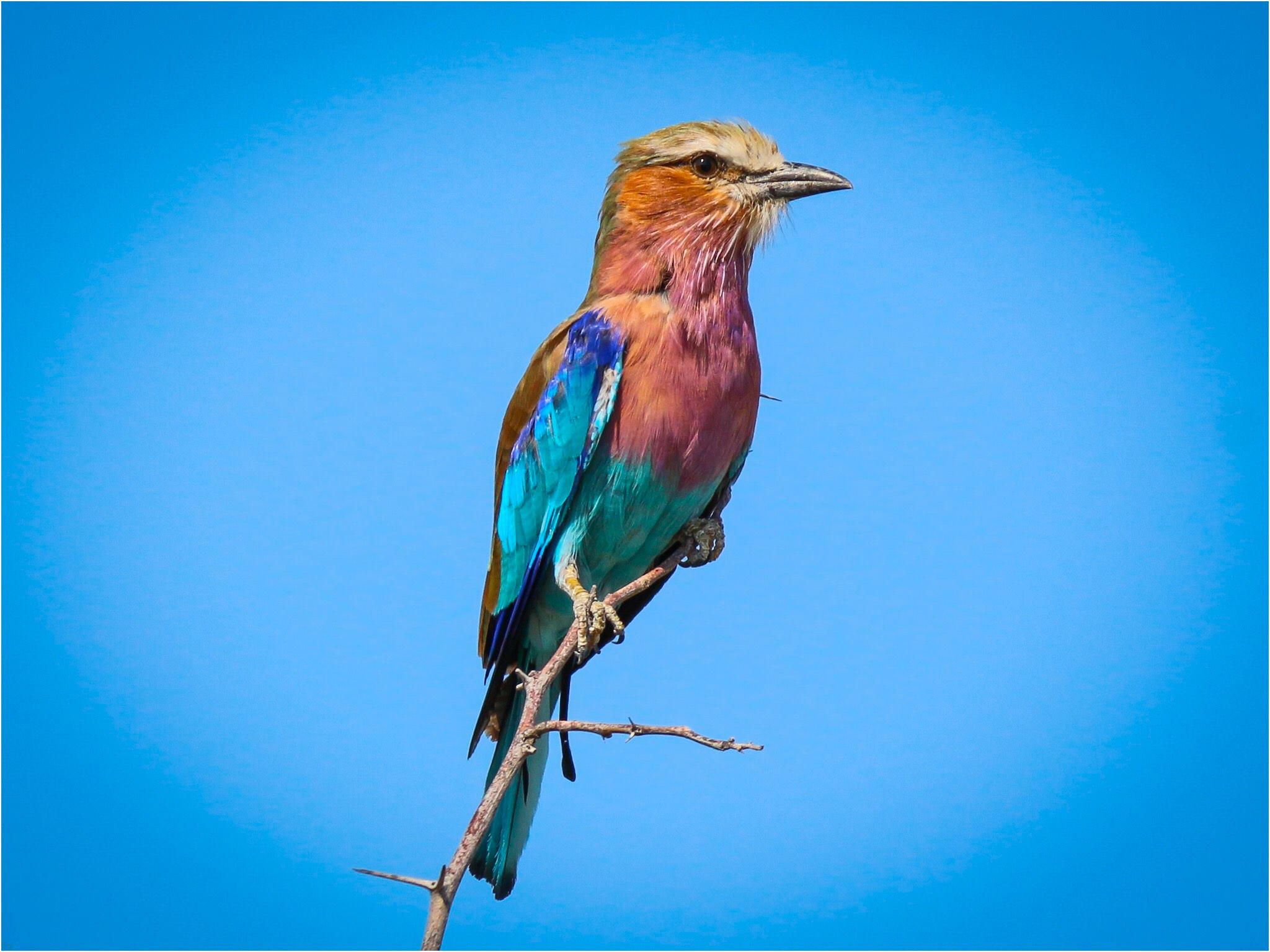 Gabelracke, bunter Vogel, Namibia