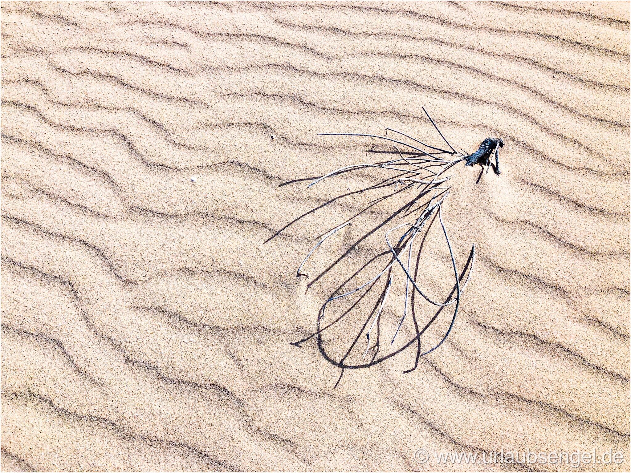 Zweig im Sand der Dünen von Fuerteventura