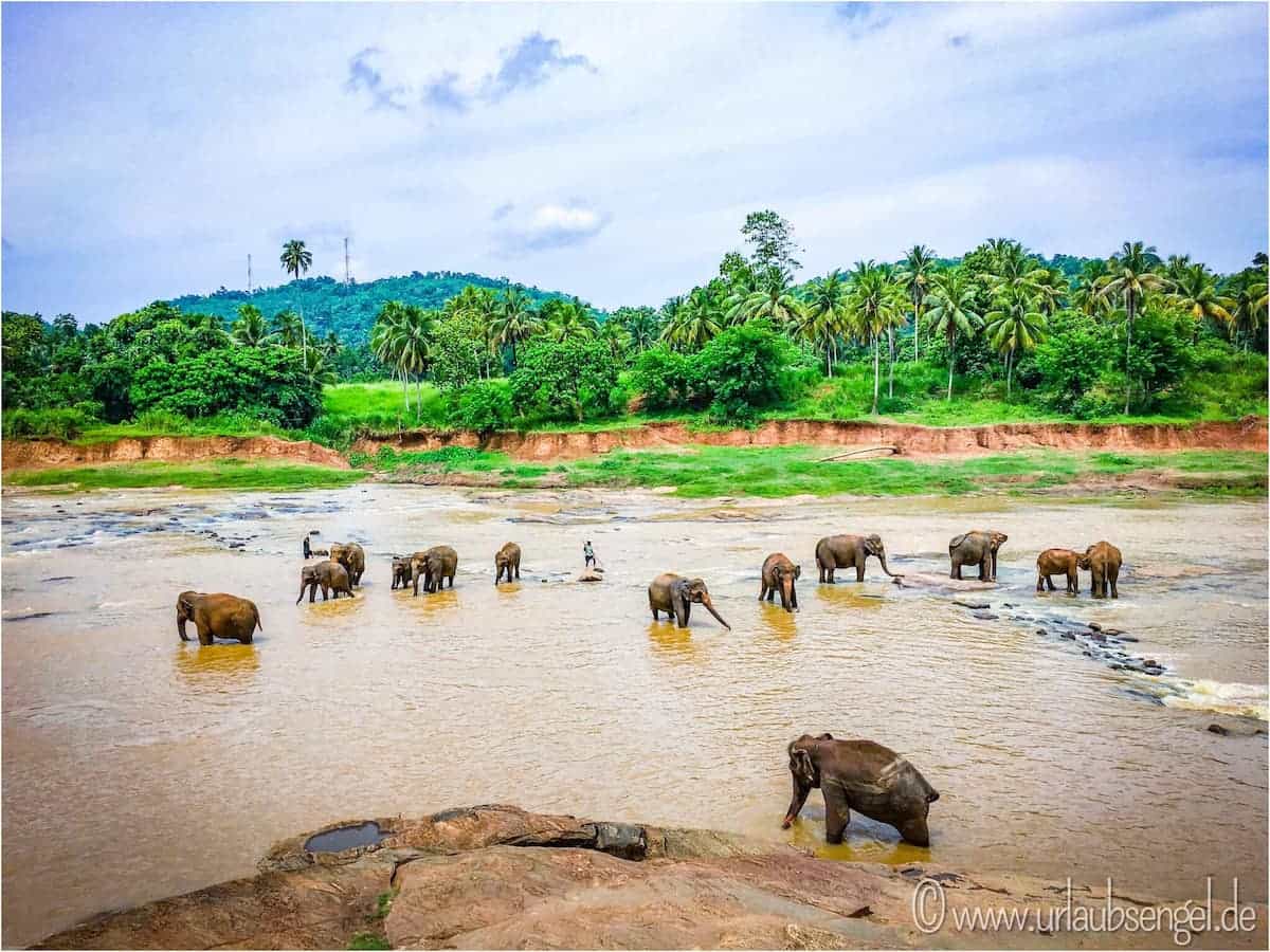 Elefanten Waisenhaus | Sri Lanka Rundreise mit Fahrer