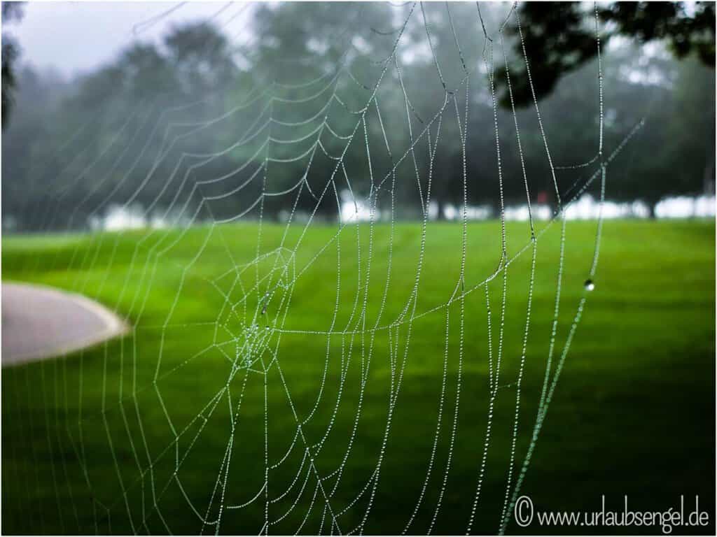 Spinnennetz auf dem Golfplatz des Aldi Hotel