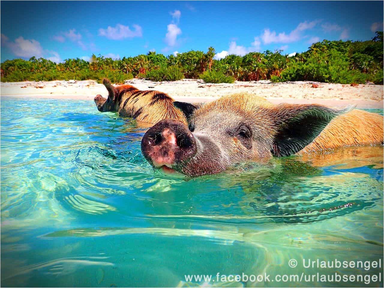 Schwimmende Schweine - glasklares Wasser | Bahamas