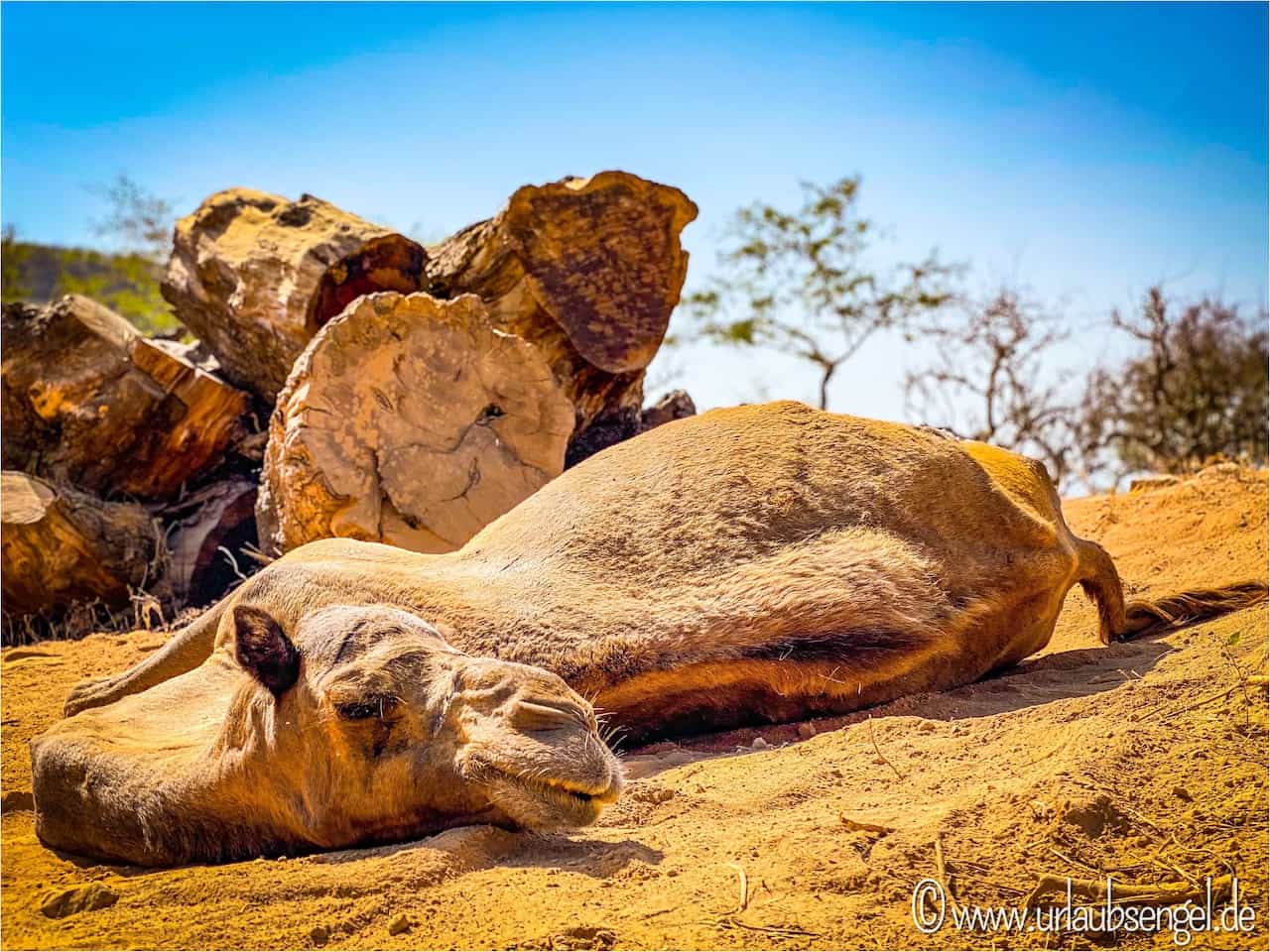 Kamel Dromedar auf der Oman-Rundreise