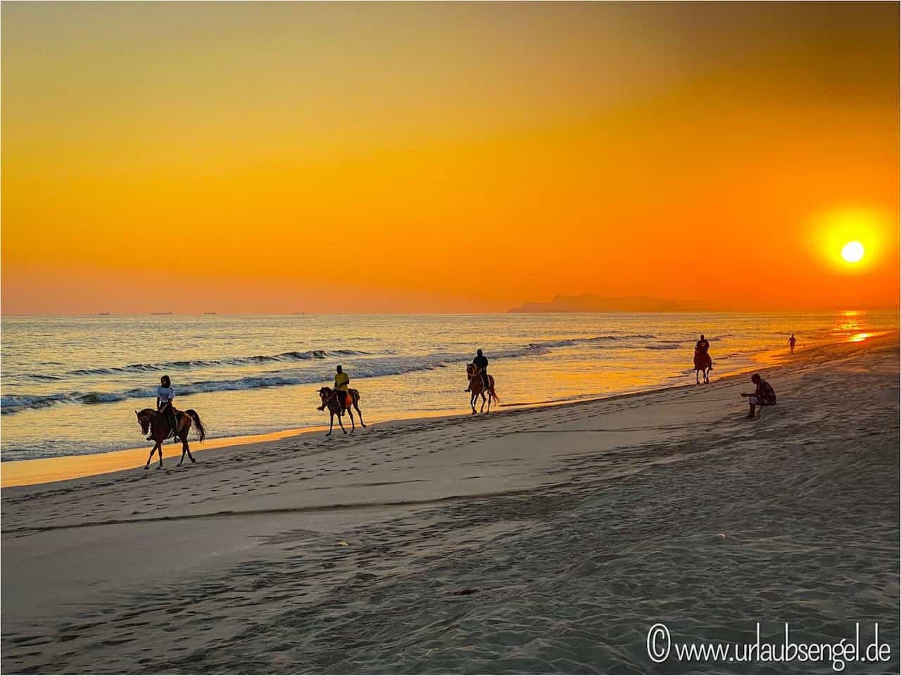Pferde am Strand von Salalah
