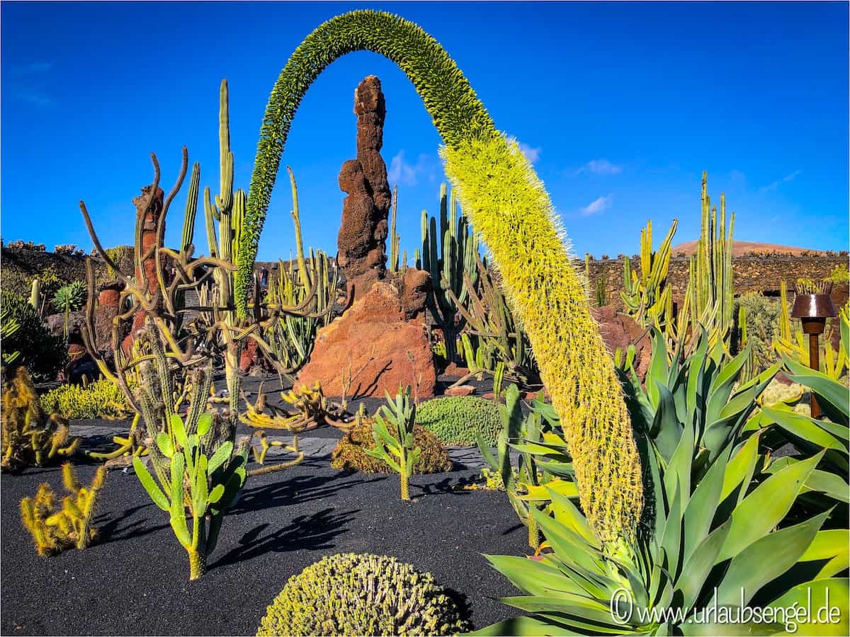 Jardin de Cactus, Cesar Manrique