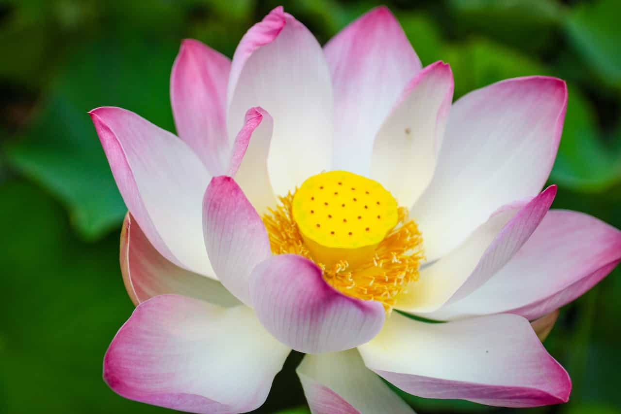 Lotusblume im Botanischen Garten von Pamplemousses 