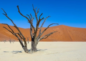 Toter Baum im Deadvlei, Sossusvlei, Namib
