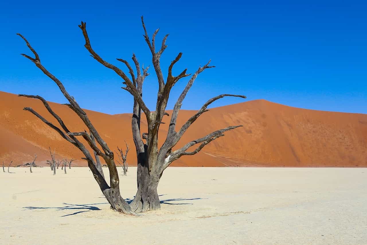 Toter Baum im Deadvlei, Sossusvlei, Namib