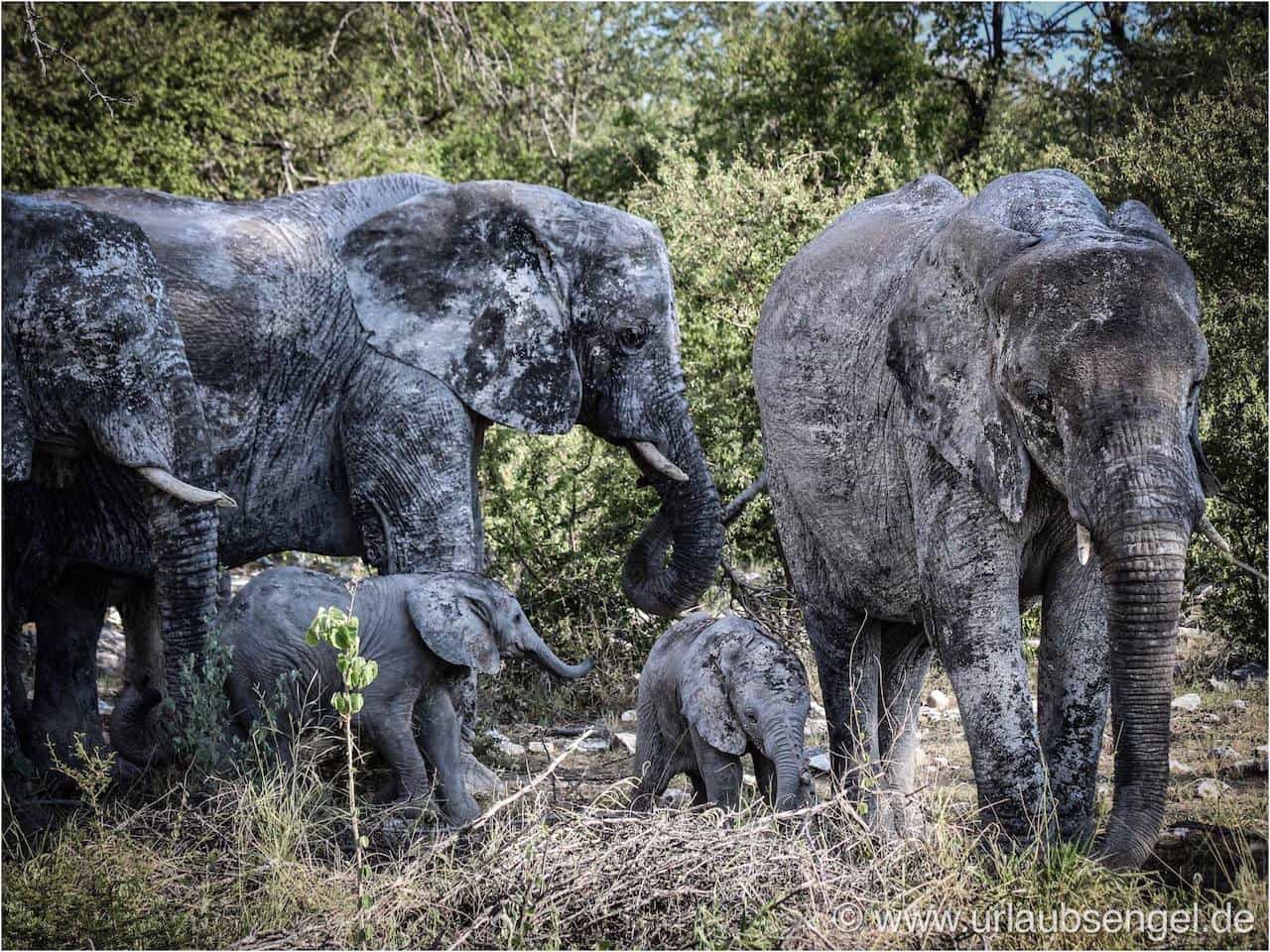 Elefanten im Etosha | Namibia Rundreise