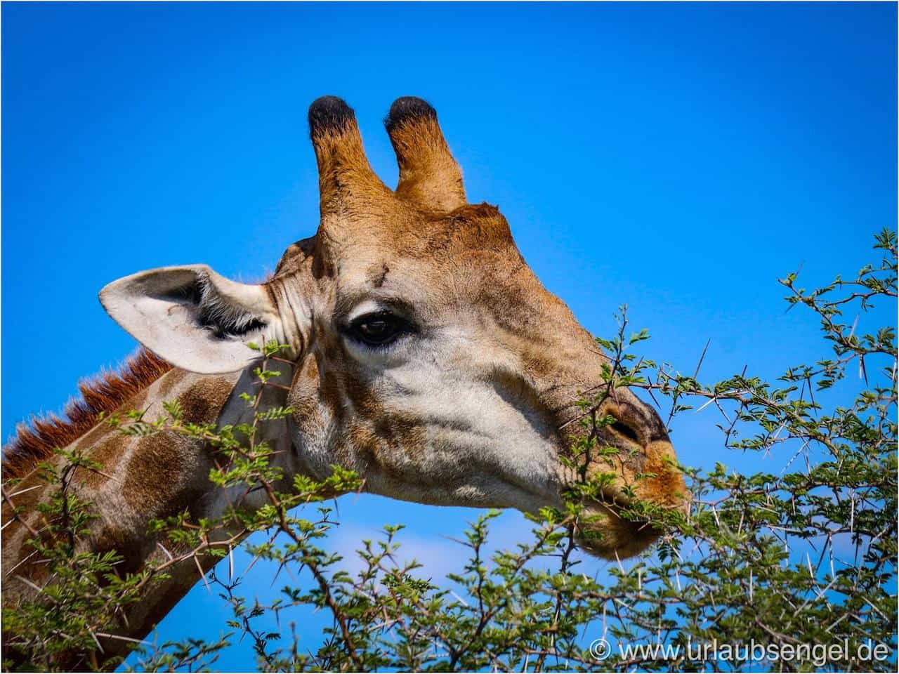 Giraffe beim Fressen | Namibia Rundreise Etosha