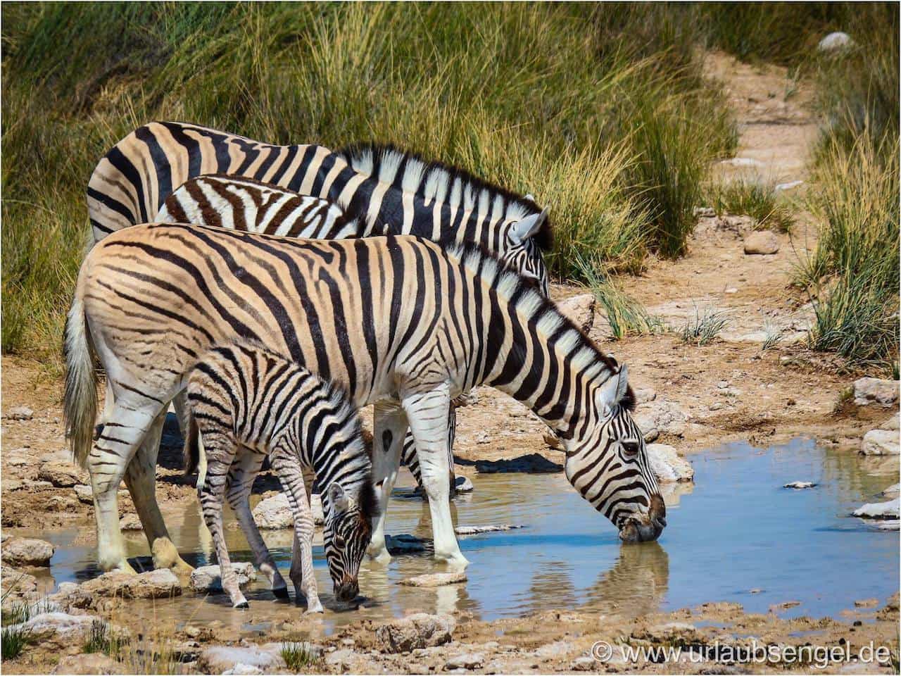 Zebras beim Trinken im Etosha