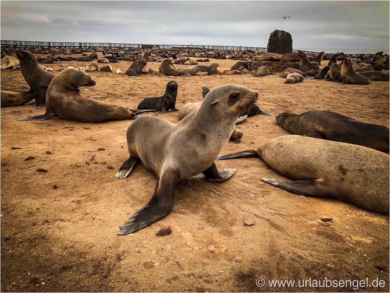 Robbenkolonie am Cape Cross, Skeletoncoast