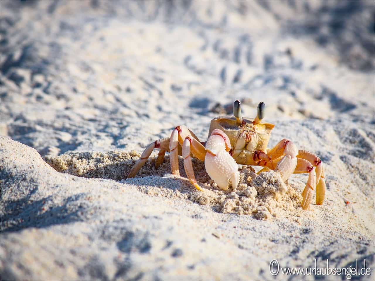 Krabbe am Strand auf Chale Island