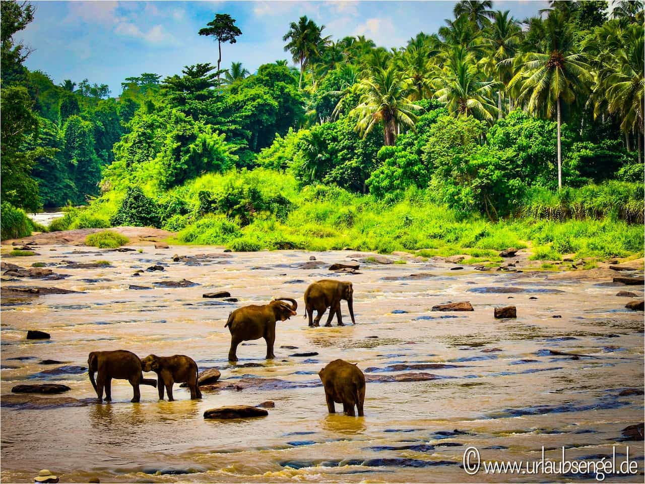 Elefanten im Nationalpark | Sri Lanka Rundreise