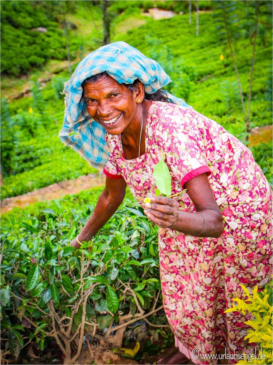 Teepflückerin auf Teeplantage | Sri Lanka Rundreise