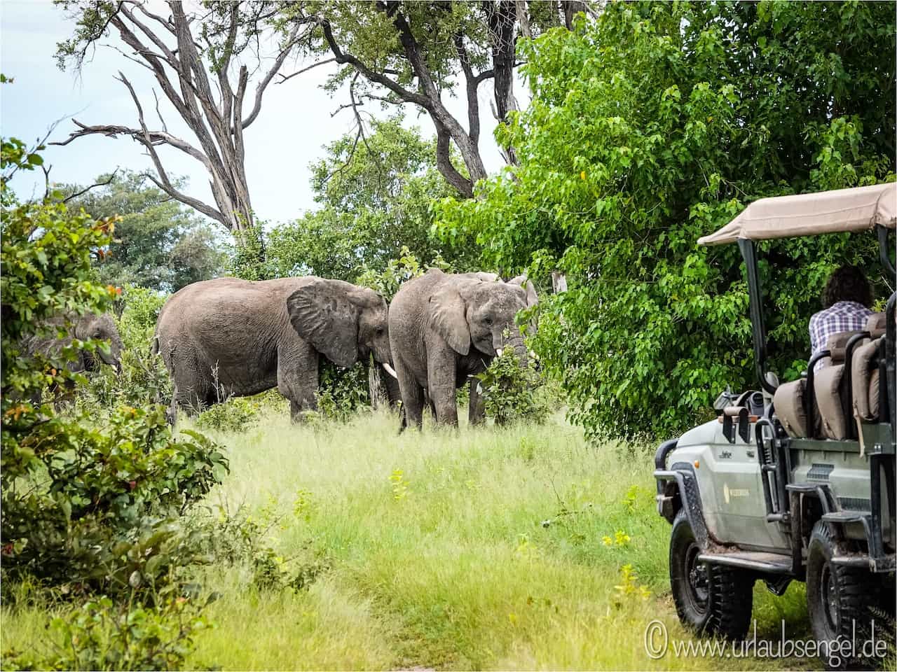 Elefanten im Okavango Delta Botswana