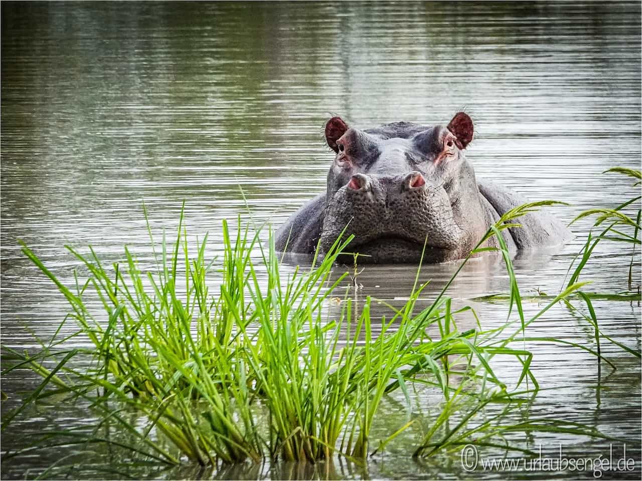 Hippo / Nilpferd im Okavango Delta Botswana