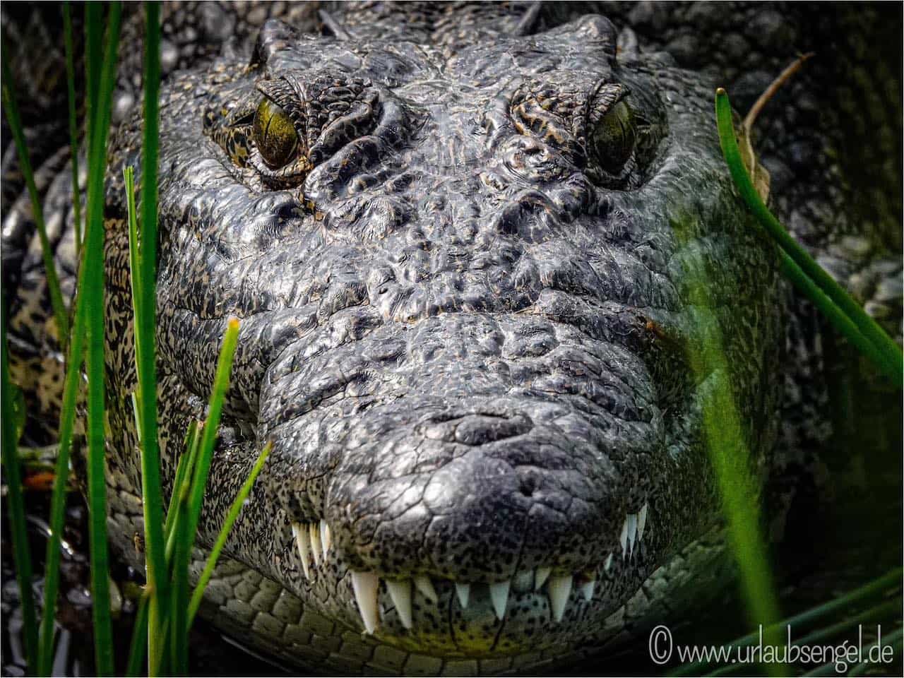 Krokodil am Ufer des Sambesi