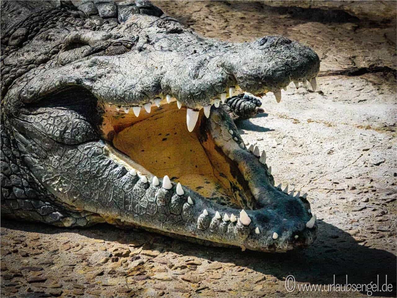 Krokodil am Flussufer | Caprivi, Sambesi-Region
