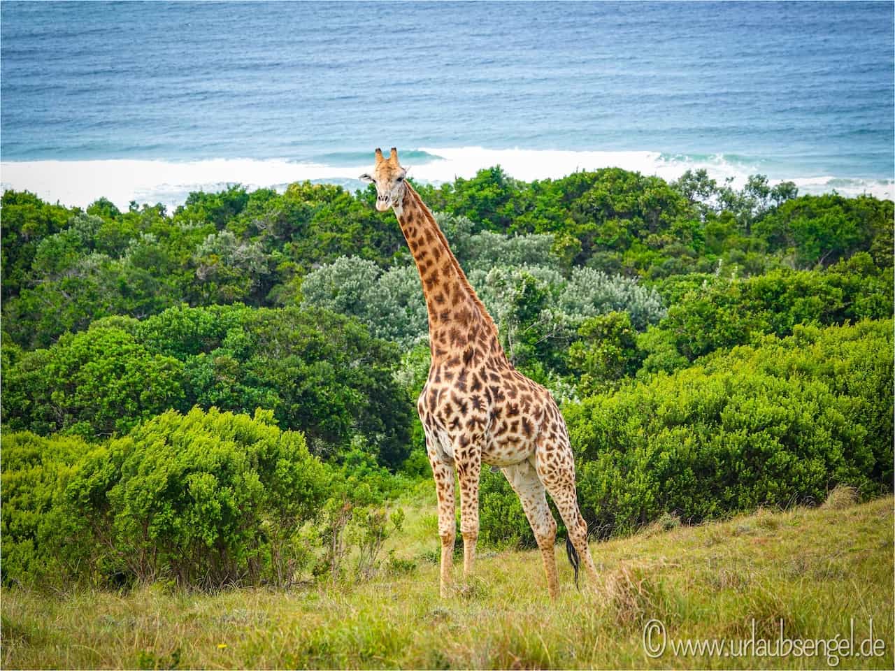 Giraffe im Oceana Beach & Wildlife Reserve 