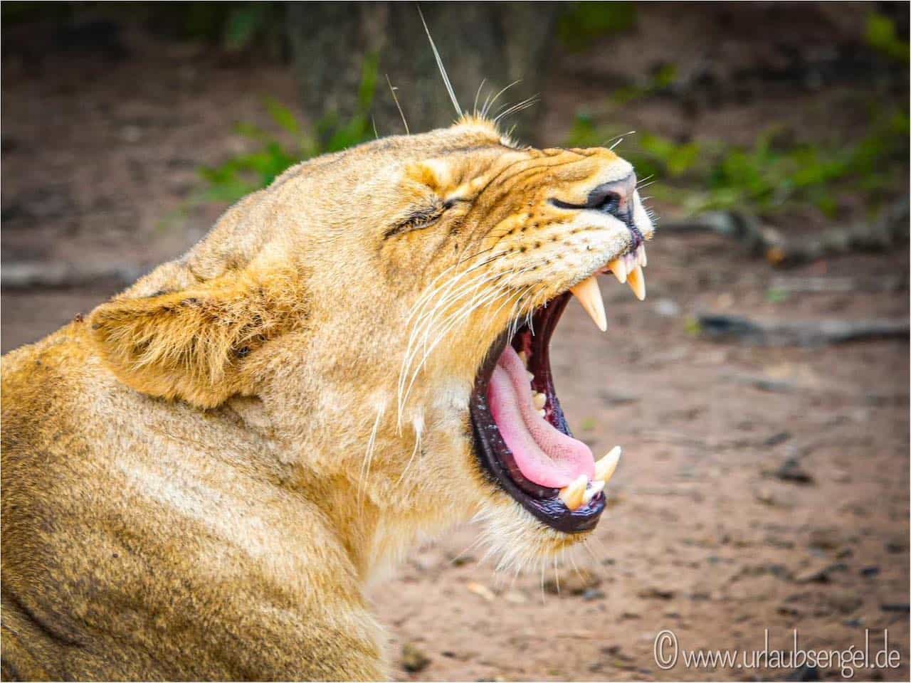 Löwe im Sabi Sands Game Reserve | Sabi Sabi