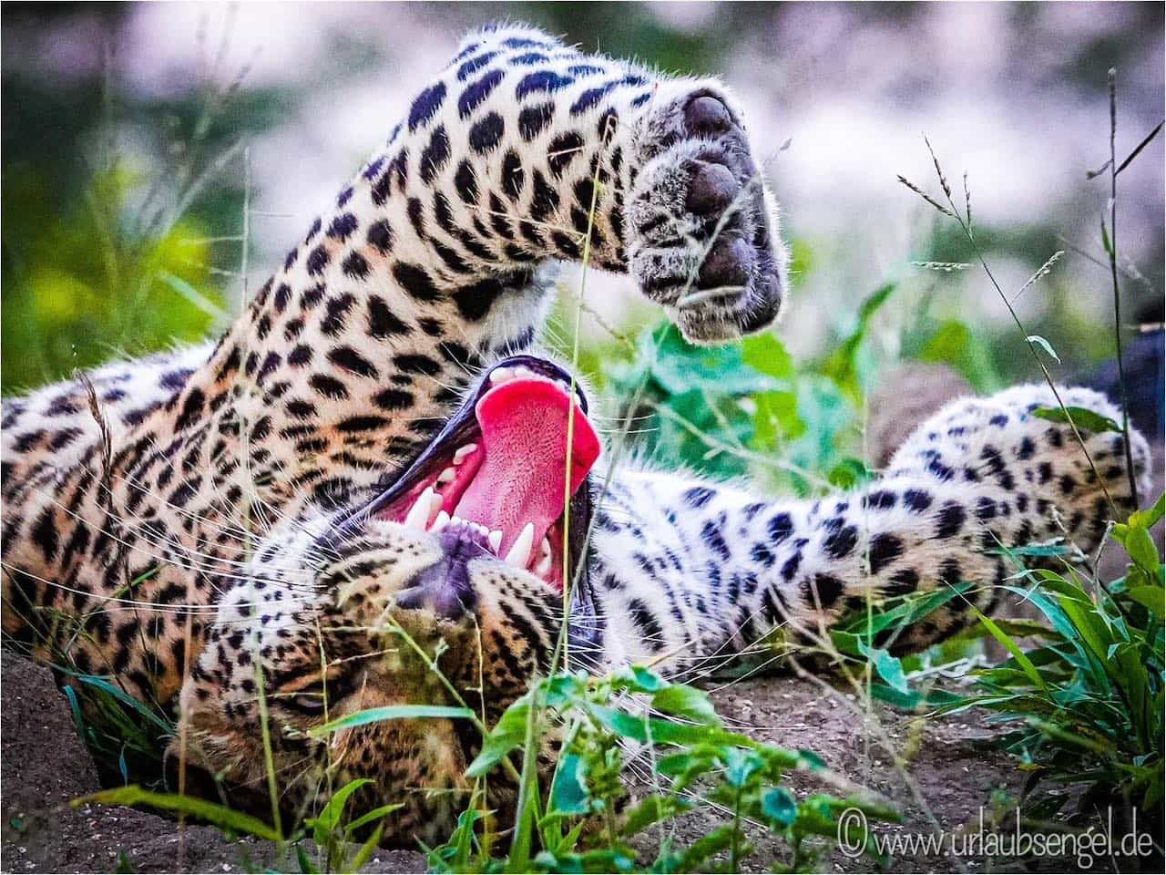 Leopard im Sabi Sands Game Reserve