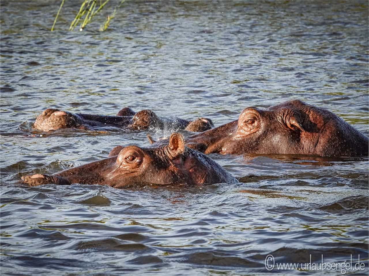 Hippos im Sambesi/ Zambezi