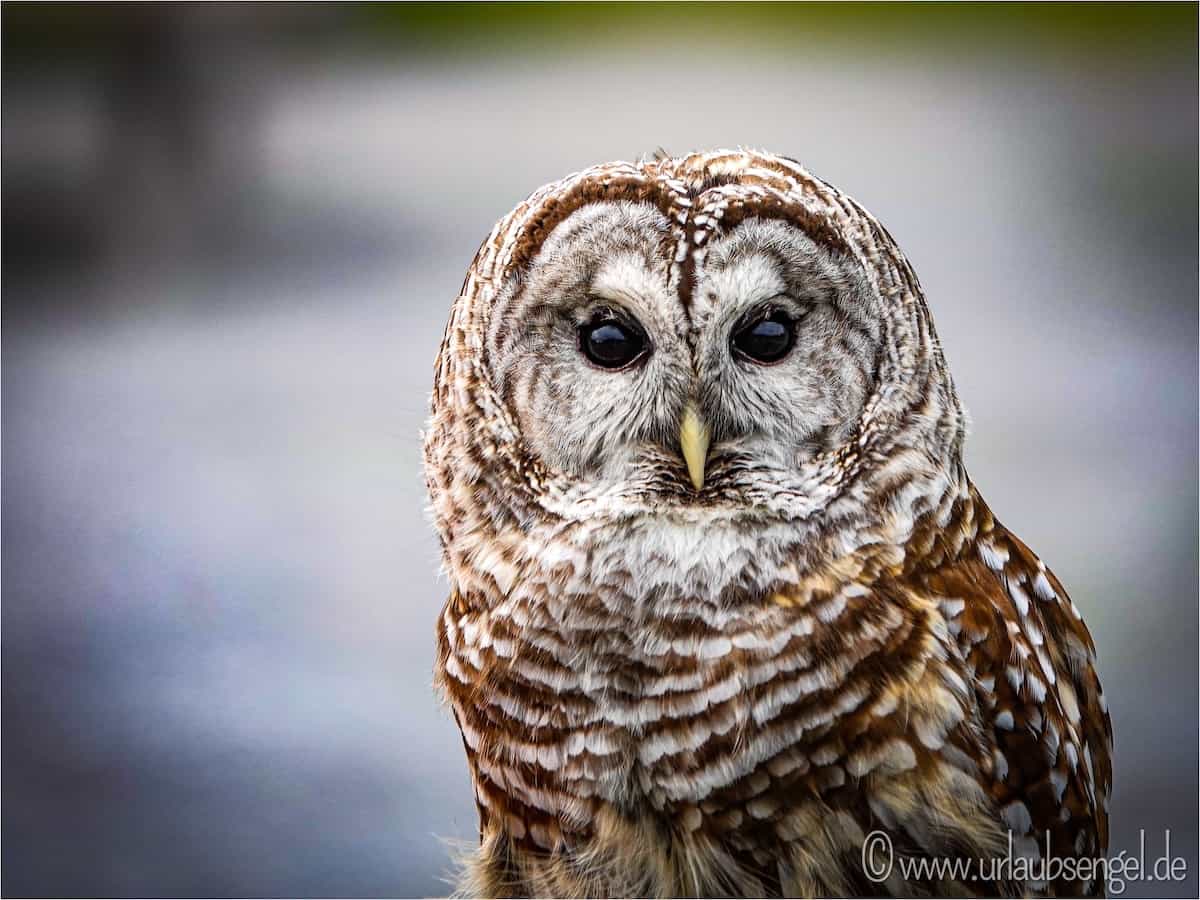 Owl in den Rocky Mountains