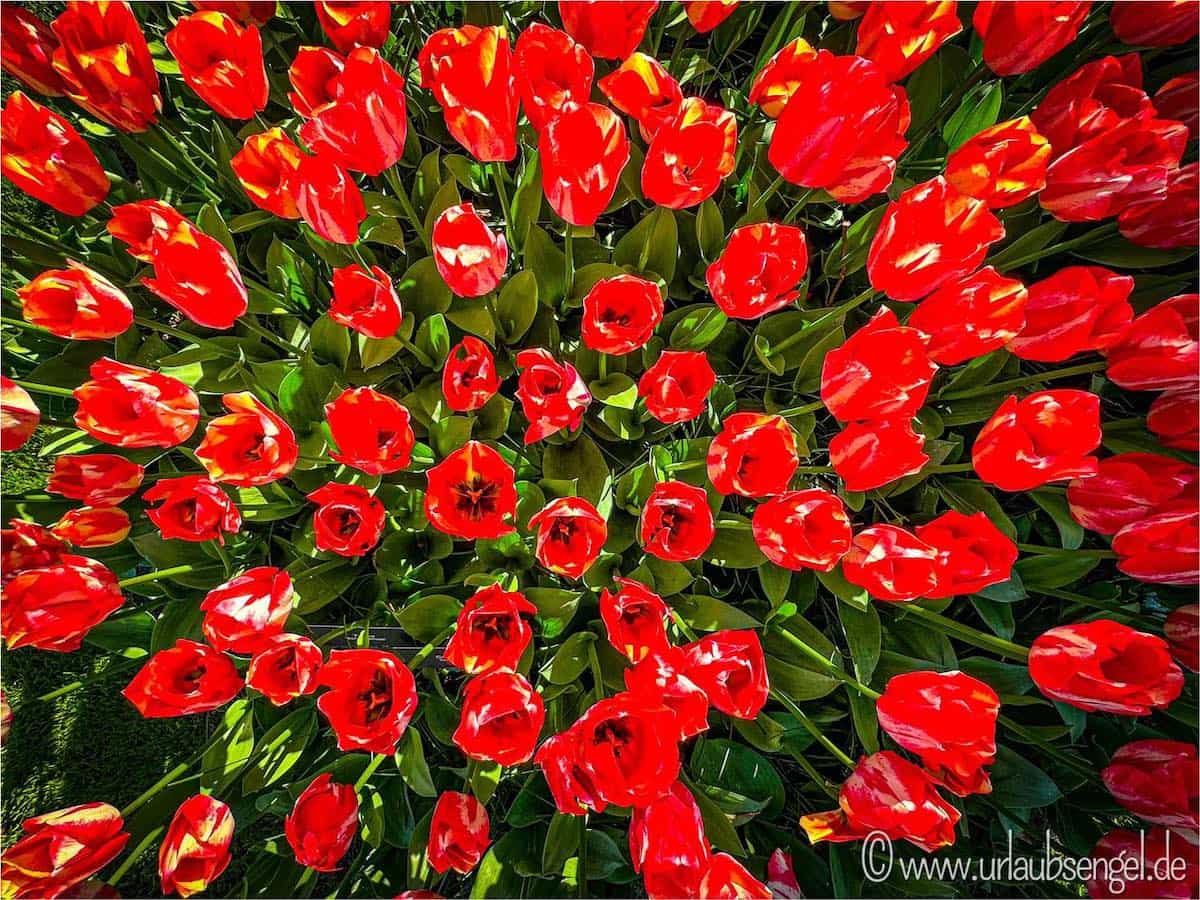 rote Tulpen von oben in Holland