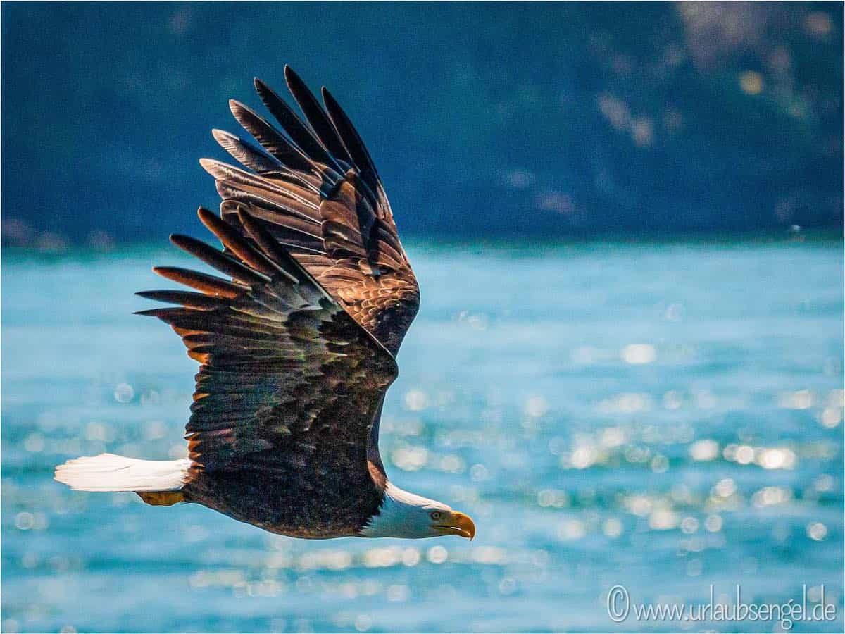 Weisskopfseeadler im Flug | Wappenvogel der USA