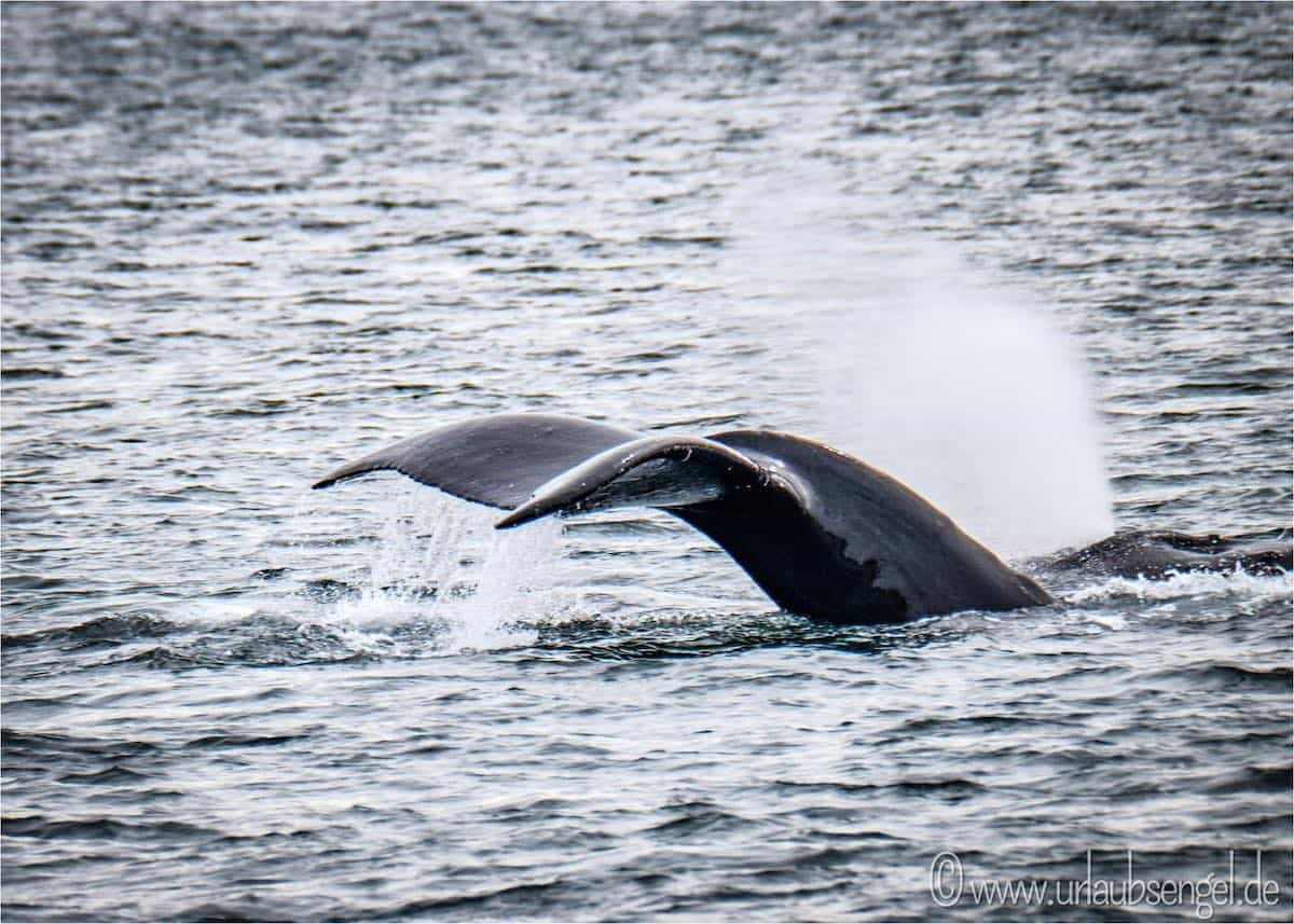Wal auf einer Whale Watching Tour auf Vancouver Island