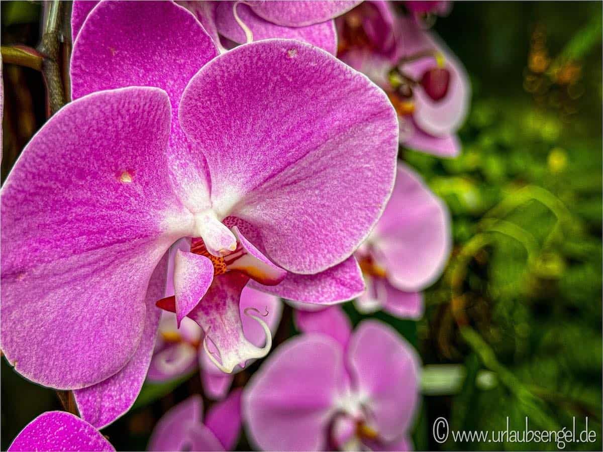 Orchideen | National Orchid Garden & Singapore Botanic Gardens 
