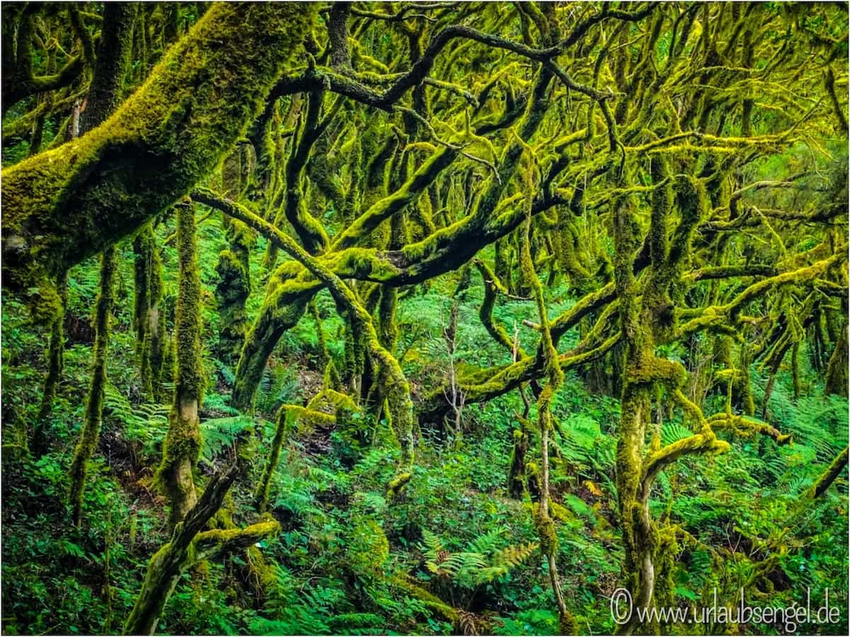 Regenwald im Ananganagebirge auf Teneriffa