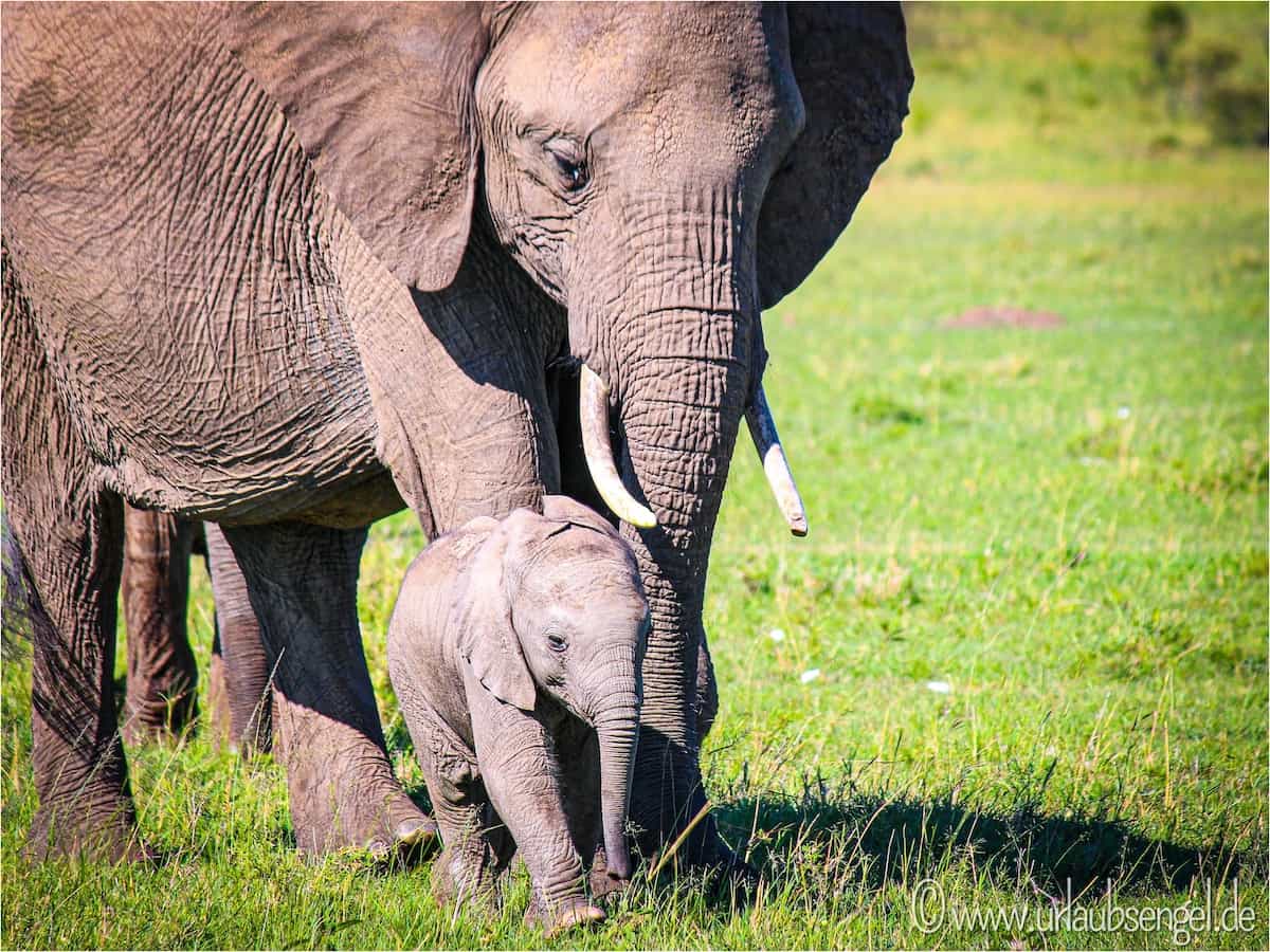 Elefantenfamilie in der Masai Mara