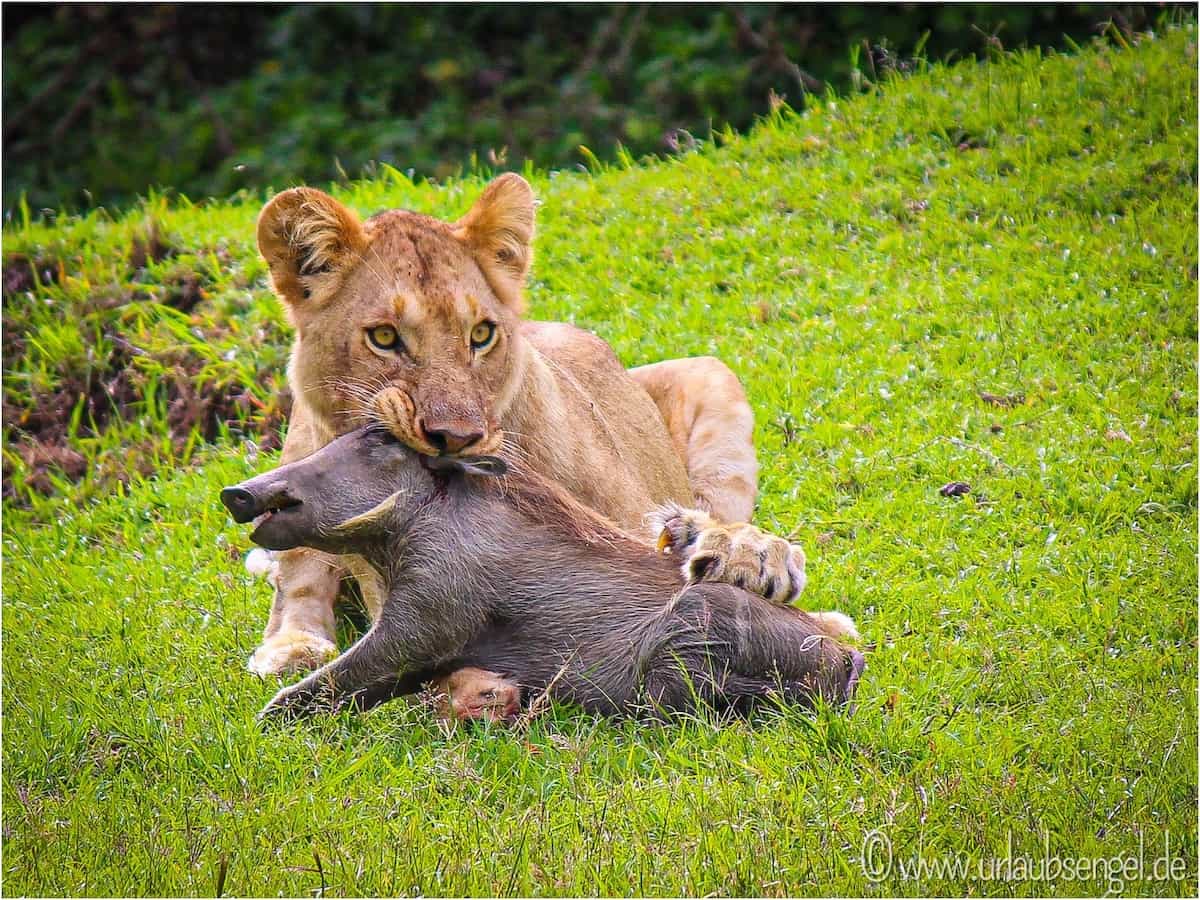 Löwe frisst Warzenschwein | Mahali Mzuri, Masai Mara, Kenia