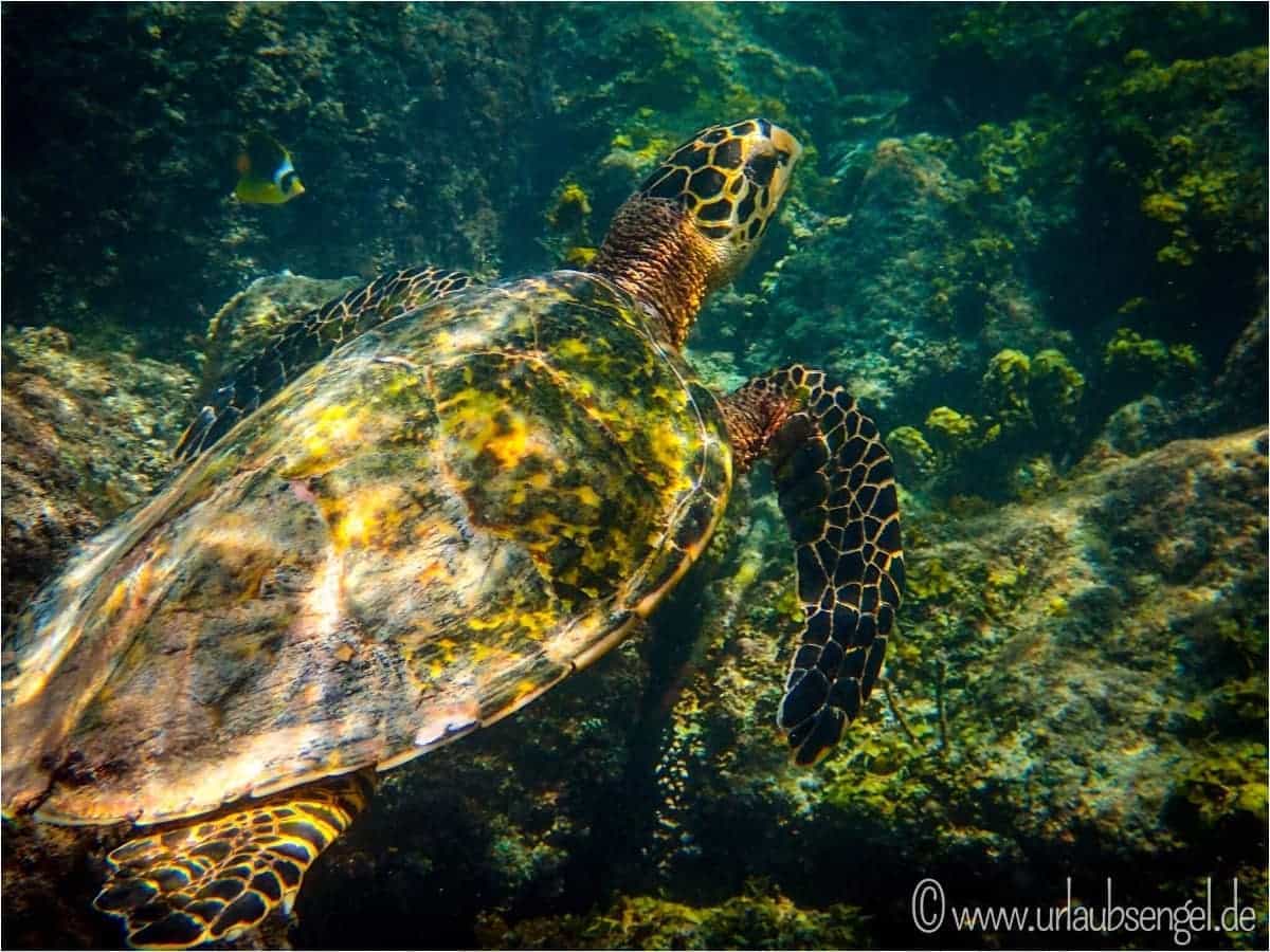 Meeresschildkröte in freier Natur