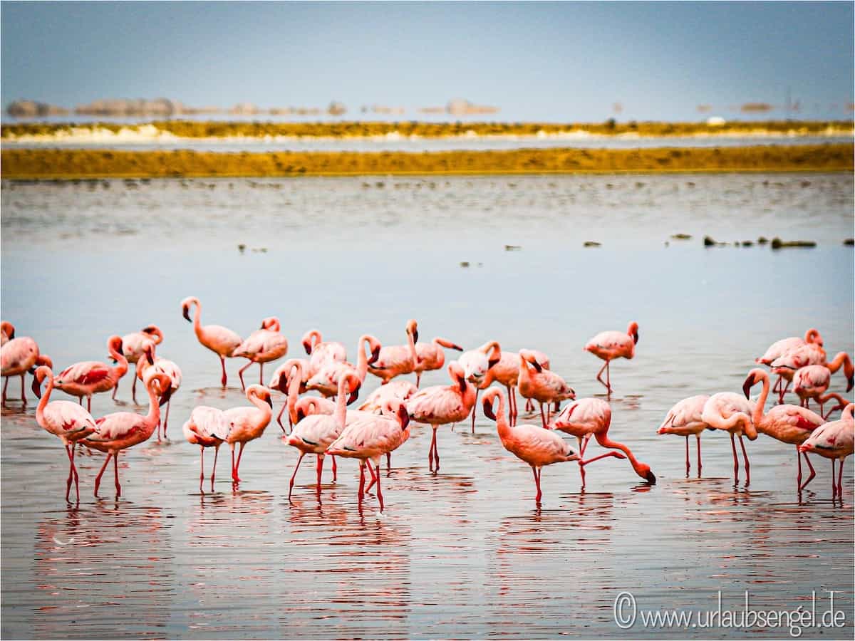 Flamingos in Swakopmund